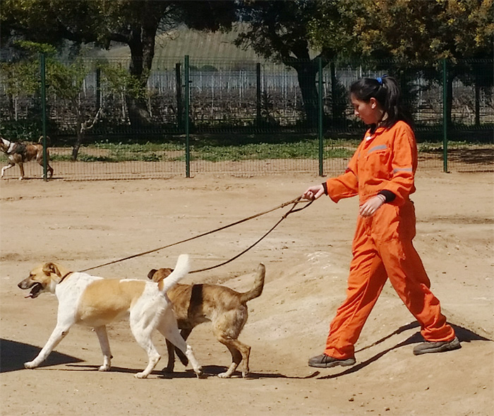 Freiwilligendienst im Tierheim Chile Inside