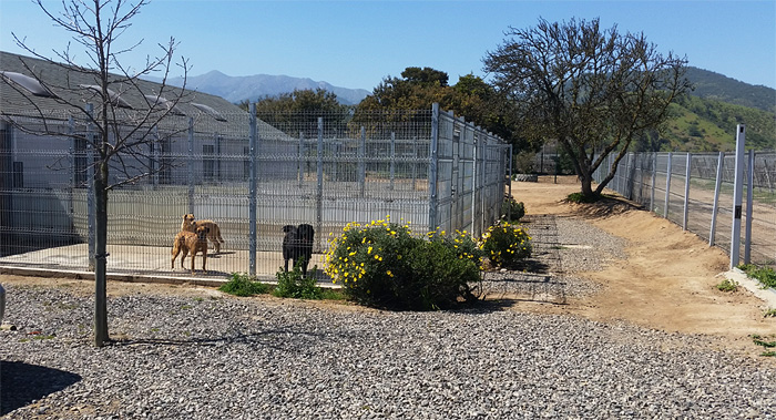 Freiwilligenarbeit im Hundeheim Chile Inside