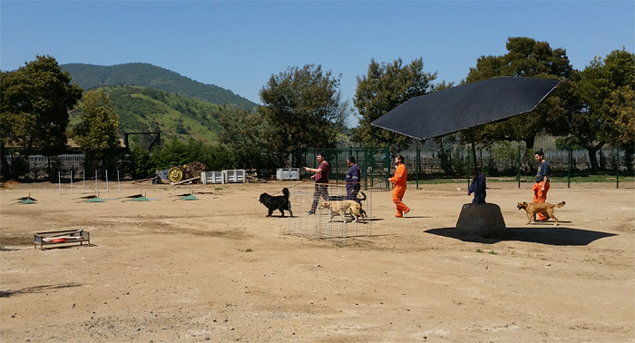 Volunteer Service at Dog Rescue Center Chile Inside