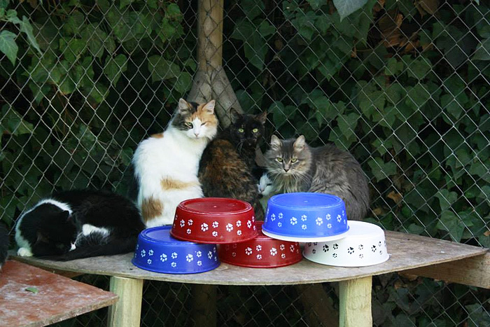 Straßenkatzen helfen im Ausland Chile Inside