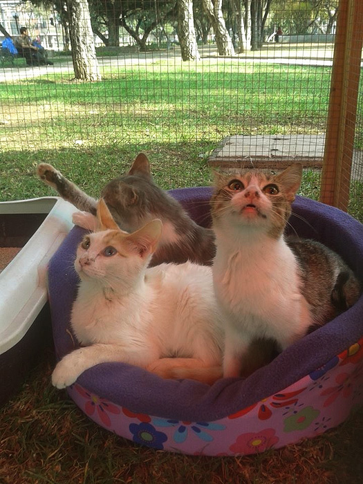 Volunteer Work in a Cat Shelter Chile Inside