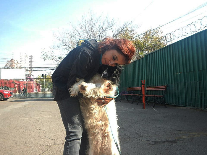 Volunteering with Stray Dogs Chile Inside