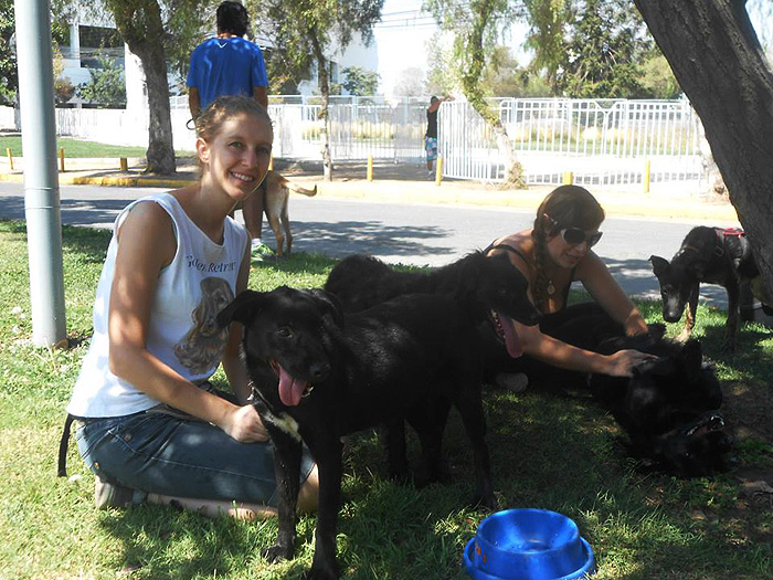 Volunteers feeding street dogs Chile Inside