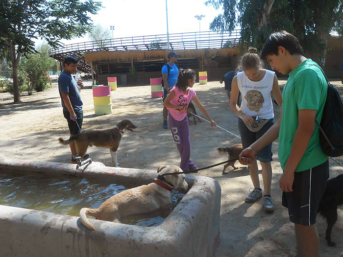 internationales Freiwilligenprojekt Rettung Straßenhunde Chile Inside