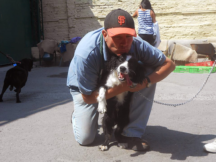 Volunteer Project helping Stray Dogs Chile Inside