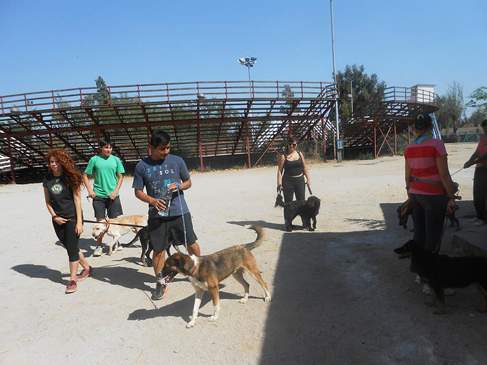 Volunteers working with street dogs Chile Inside