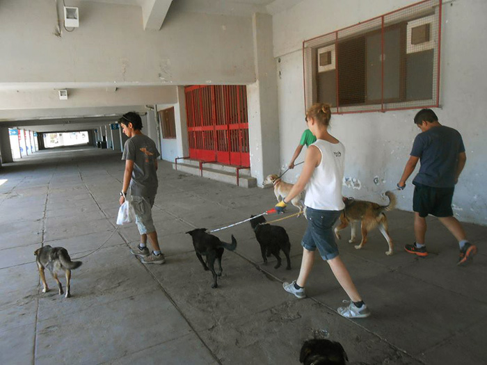 Volunteers helping stay dogs Chile Inside